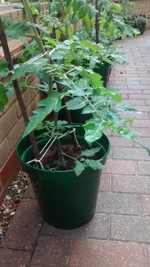 plant in green pot in garden