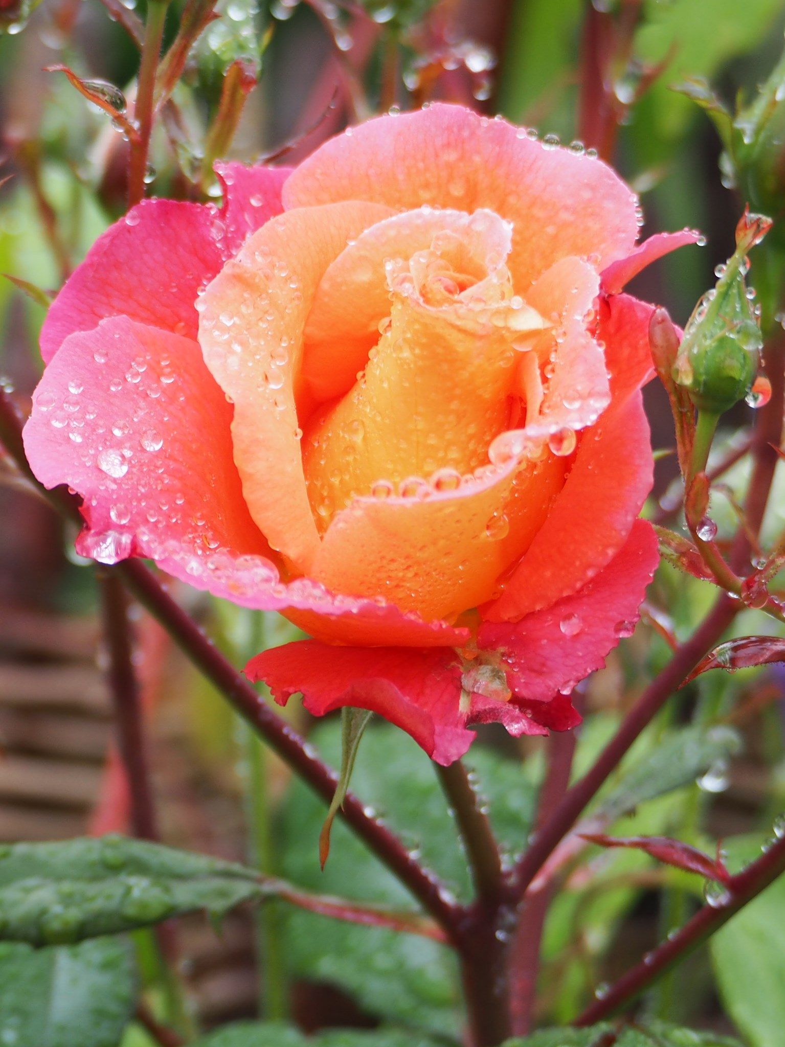 blooming pink and orange flower in garden