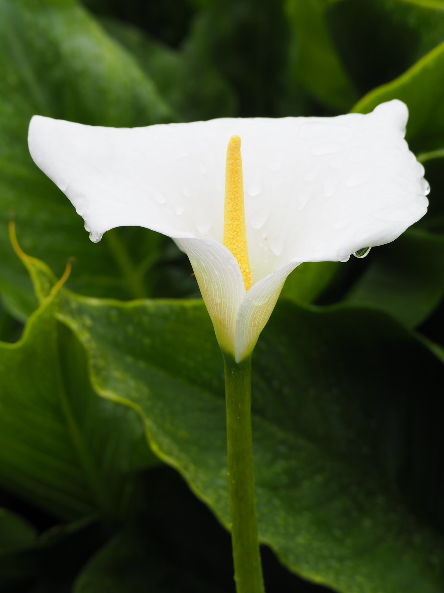 blooming white flower in garden