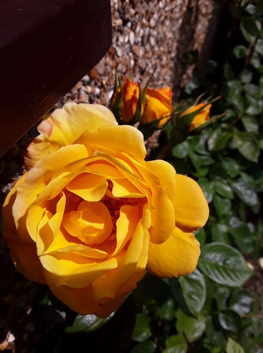 blooming orange flower in garden
